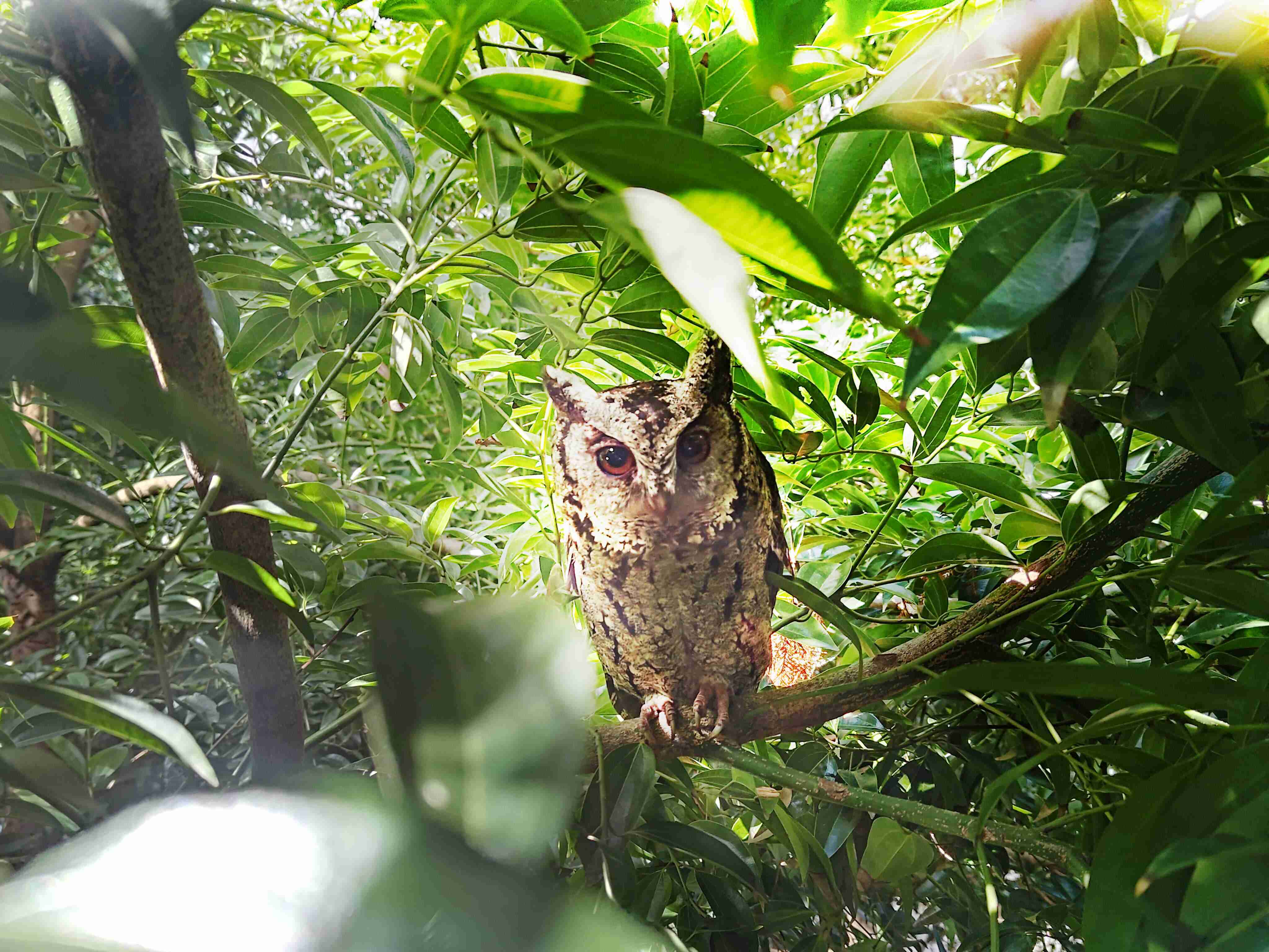 口袋牛店致力提倡净零绿生活，，，16年以来在全球各厂区植树逾百万棵，，，，造就各厂区树木蔚然成林，，，犹如森林工厂，，，成为许多生物的栖息地
